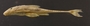 Loricaria gymnogaster lagoichthys 97 mmSL FMNH 42792 lateral